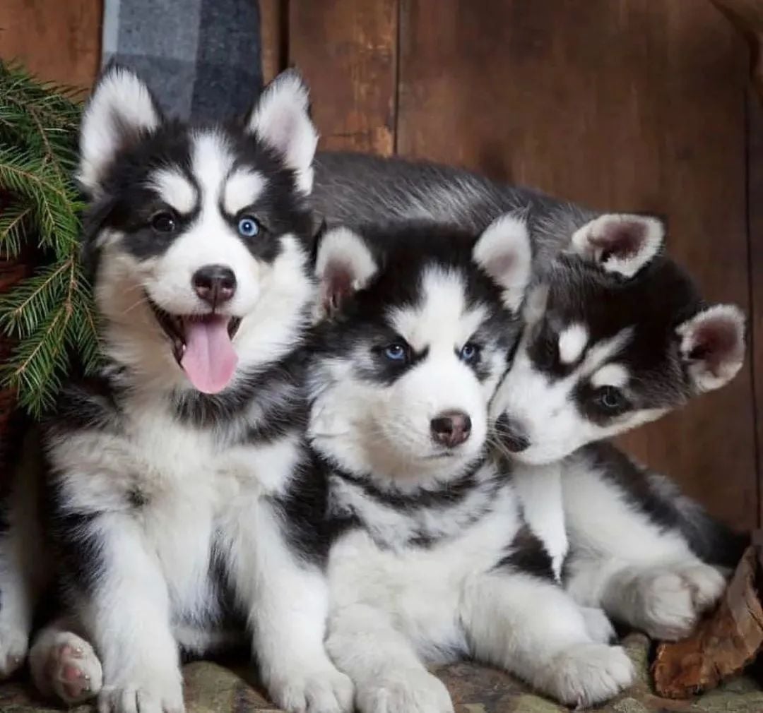Siberian Husky Dogs Available
